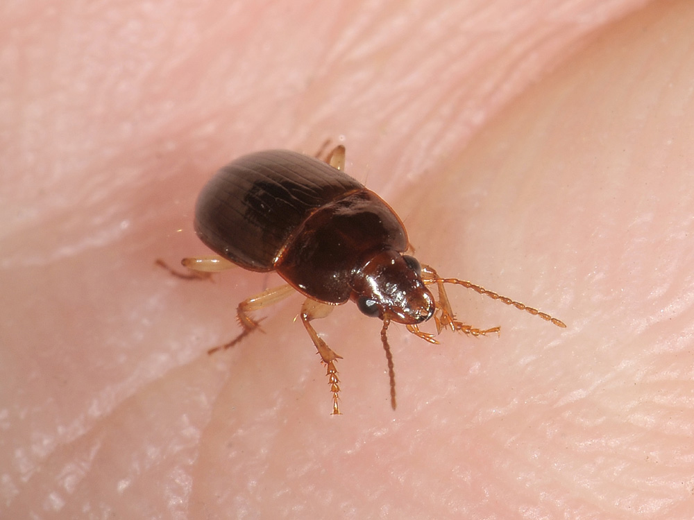 Harpalus immaturo? no, Amara (Celia) sp.